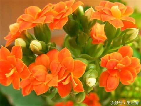 长寿花最好看的品种，花朵色彩丰富！