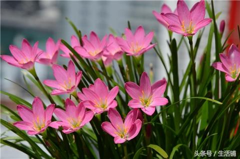 这4种花开起来挤爆盆，赏心又悦目！