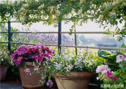 阳台养对了花，花香四溢，比露天花园还美！