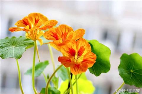 这4种可全年开花的花卉，够你赏一年！