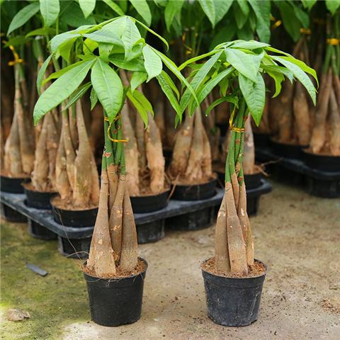 8种室内耐阴大型盆栽，养在家里能长2米高！