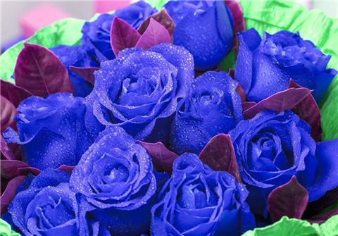 玫瑰花品种大全19种，美丽动人惹人爱！