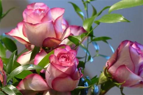 玫瑰花品种大全19种，美丽动人惹人爱！