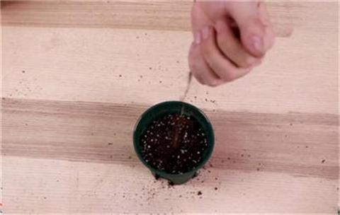 蟹爪兰叶片扦插方法，1周生根，半年花开满盆！