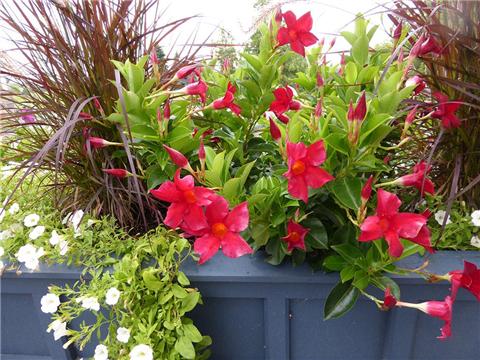 阳台变花海盆里放这个，叶子油绿，花儿常开！