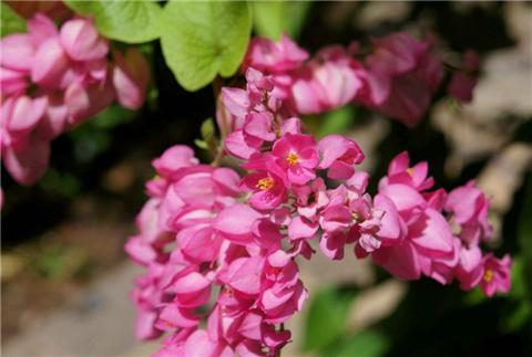 养这5种爬藤花卉，花开成簇太美了，养一盆爬满阳台！