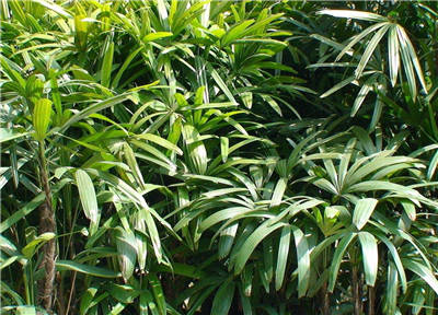 粗棕竹