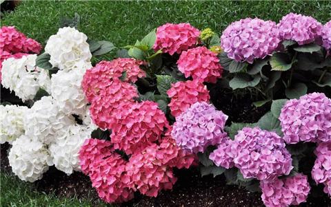 推荐8种开花植物，养在阳台，比露天花园还美！