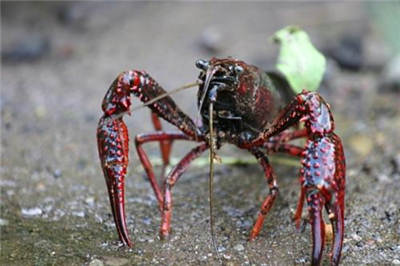 小龙虾在什么地方生长 小龙虾是臭水沟里长大的吗