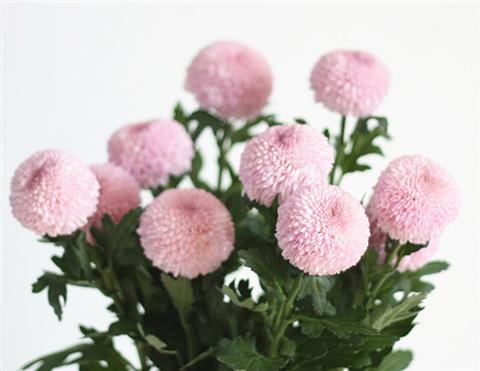 推荐8种容易爆盆的花，一开花就成大花球！
