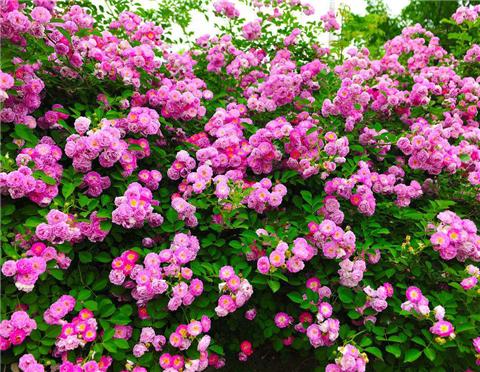 蔷薇花的扦插技巧，生根快，小苗蹭蹭长满盆！