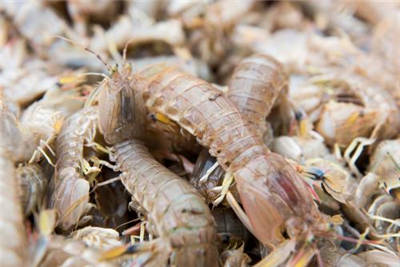 皮皮虾怎么剥壳 巧用一根筷子剥虾壳
