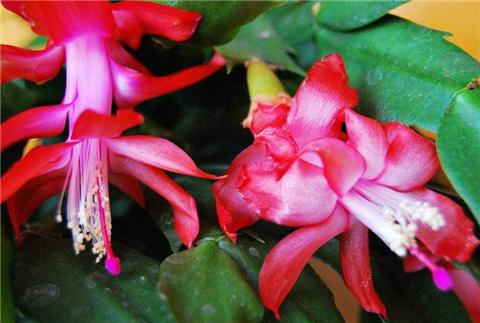 盆栽蟹爪兰这么养，花色艳丽，开花撑满盆！