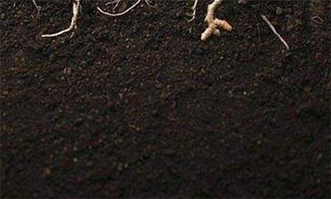君子兰的土壤配制方法，像打了激素猛开花！