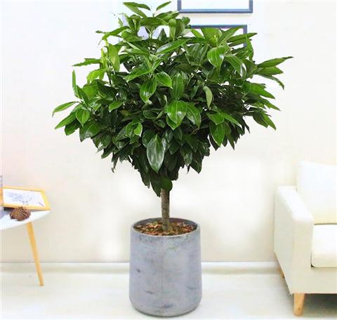 这5种植物放在客厅最好看，健康又旺家！