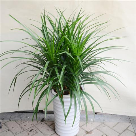 这5种植物放在客厅最好看，健康又旺家！