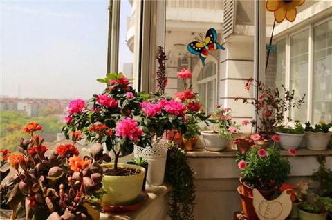 阳台简单一改造，变成邻居羡慕的小花园！