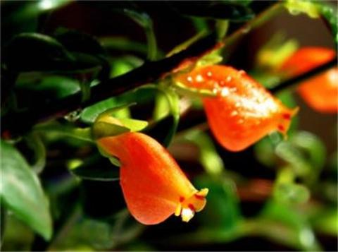 金鱼吊兰的施肥技巧，叶子青翠欲滴，猛开花！