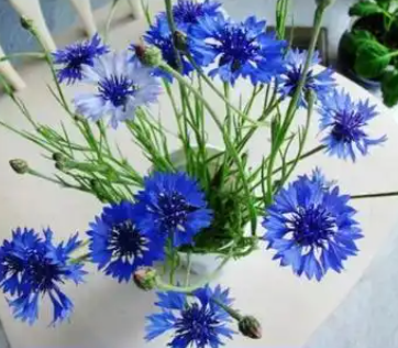 矢车菊的花语是什么