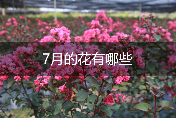 7月的花有哪些？