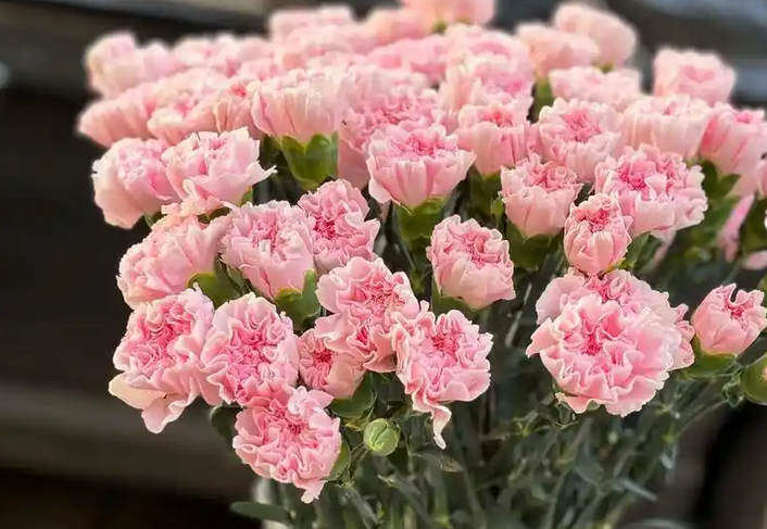 康乃馨的花语代表什么