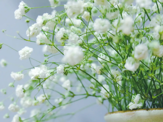 满天星的花语