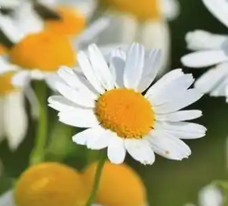 洋甘菊的花语和寓意