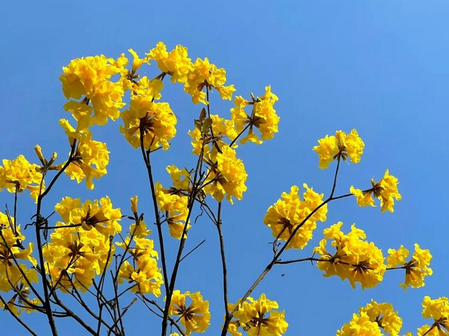 黄风铃花的花语和寓意