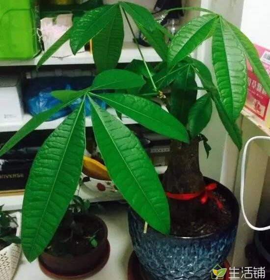 发财树怎么养才长得好，5个技巧养得枝繁叶茂