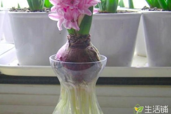 水培风信子多久换一次水 换水时不要直接将水淋到花球上