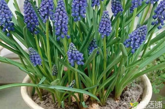 风信子可以开几次花 在2月～3月份开花
