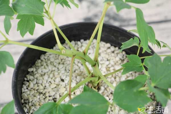 牡丹如何进行栽培管理，选芽眼饱满、茎枝粗壮的小苗