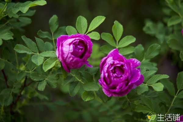 玫瑰花浇水可以浇到叶子上吗，在高温的夏季能降温