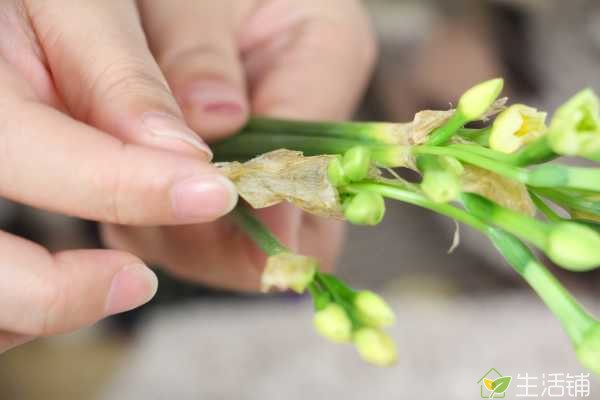 怎么避免水仙花出现“哑花”？可能是鳞茎品质较差