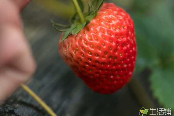 草莓不能和什么一起吃，不能和地瓜、凉性食品以及富含钙质的食品