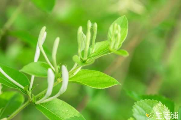 盆栽金银花怎么种植，准备适宜的盆土