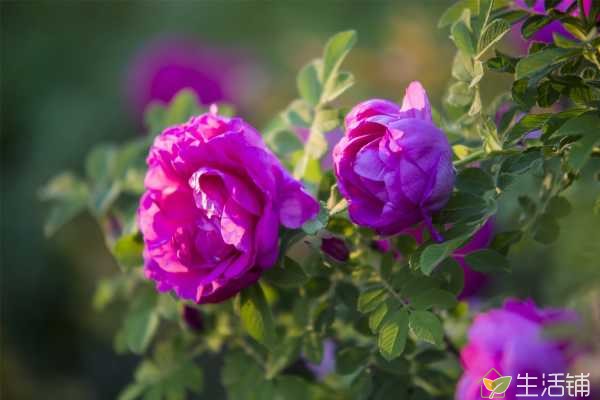 玫瑰花有哪些习性？喜欢湿润生长环境