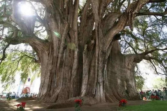 世界上最古老的10棵树：感叹自然的神奇