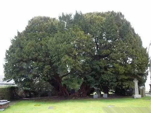 世界上最古老的10棵树：感叹自然的神奇