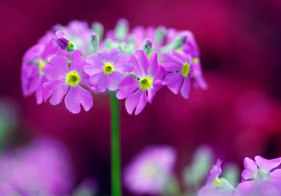 这8种花你可能认识，但不一定知道它的传说