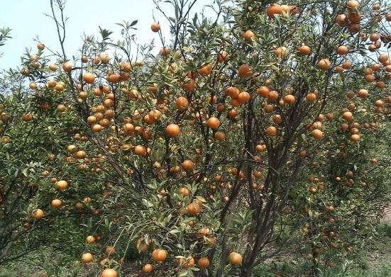 露薇花在夏天开花吗？花期什么时候