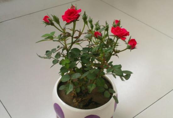 怎么延长玫瑰花的花期，养护得当可延长1个月