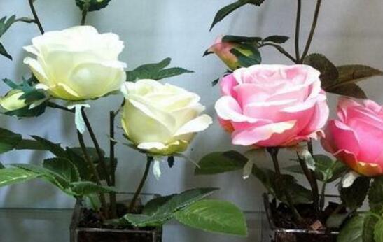 怎么延长玫瑰花的花期，养护得当可延长1个月