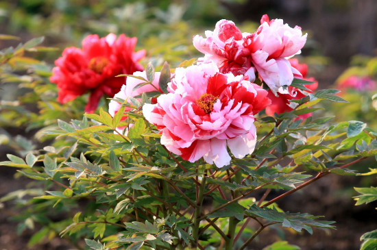 四季牡丹花是扶桑花吗？有何不同