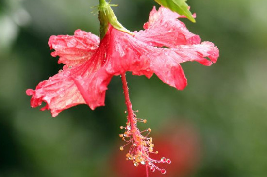 扶桑花怎么泡根？在生根水中二十分钟