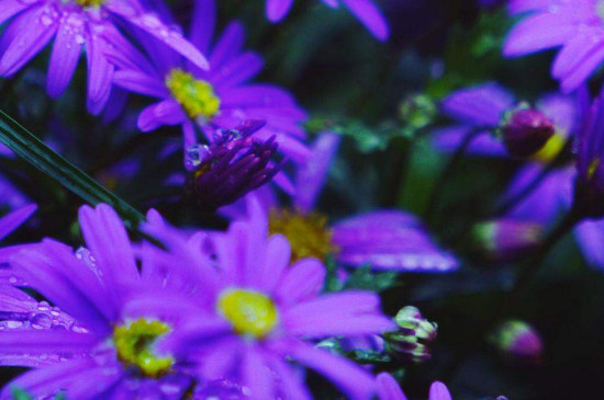 蓝色玛格丽特花怎么养 喜光照，喜湿润的气候