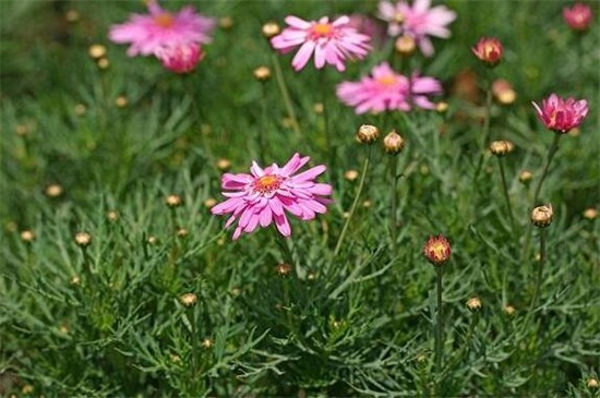 玛格丽特花什么时候开花  怎么养开花