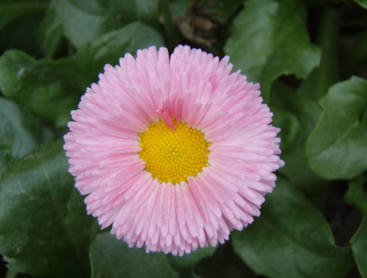 玛格丽特花是不是雏菊，是两个截然不同的品种