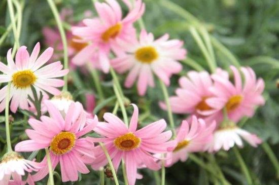 玛格丽特花的品种，4种花色丰富绚丽