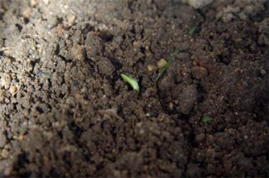 格桑花种子的种植方法，每年在4～5月播种